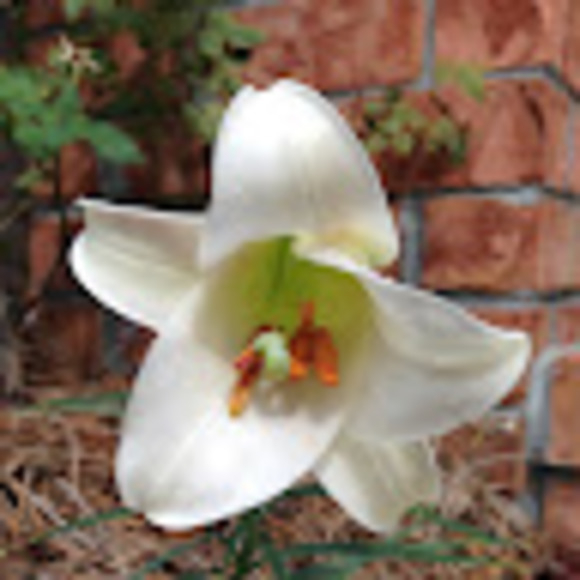 graceburrus